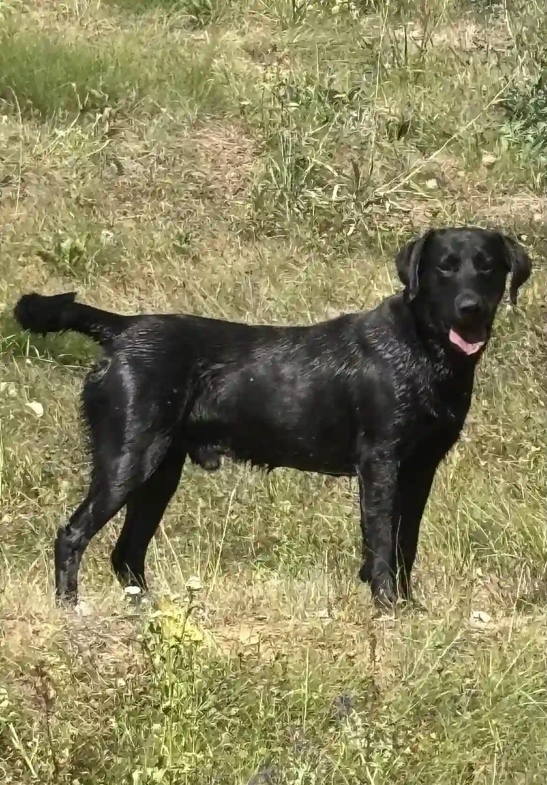 Czarny szczeniak labradora w dłoniach