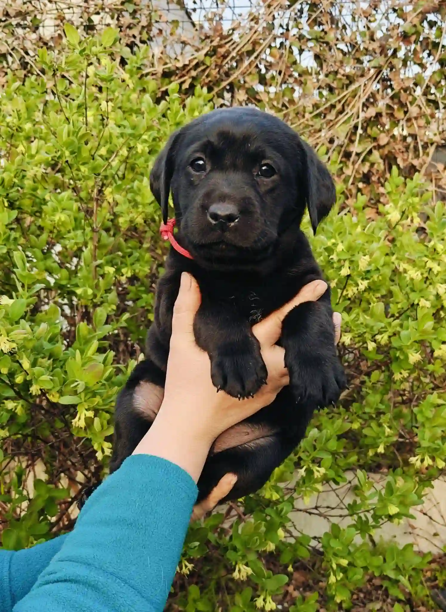 Dorosły czarny labrador retriever